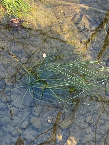 Appalachian Quillwort