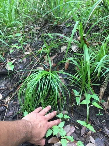 Boom's Quillwort — photo by Weston Testo