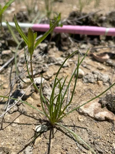 Limestone Quillwort — photo by Canaan Sutton