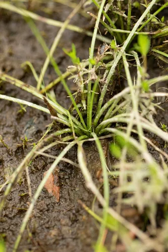 Appalachian Quillwort