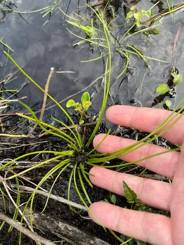 Southern Quillwort — photo by Adam Arendell
