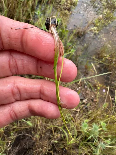 Howell's Quillwort — photo by Kyle Elshoff
