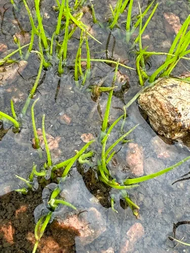 Rock Quillwort — photo by IDClaire