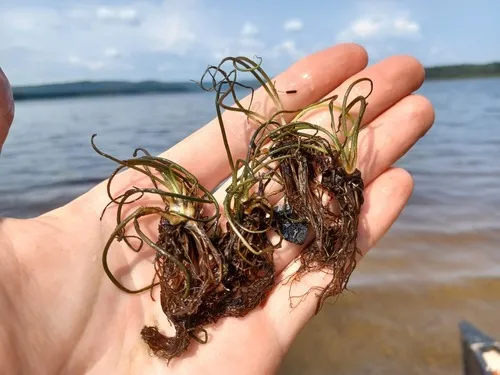 Big-spore Quillwort