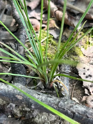 Blackfoot Quillwort