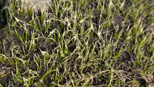 Blackspore Quillwort