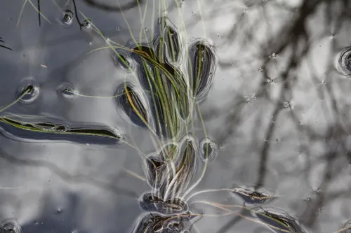 Thin-wall Quillwort — photo by Samuel A Schmid, PhD, PWS