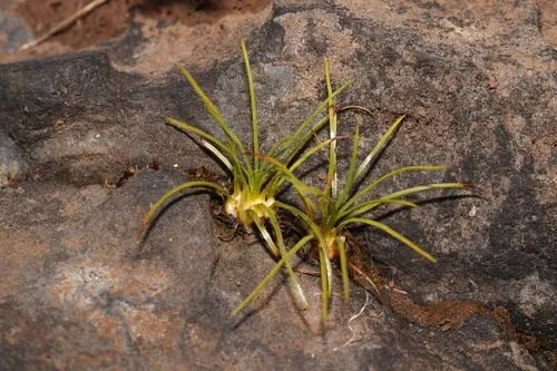 Nuttall's Quillwort — photo by Michael Stein