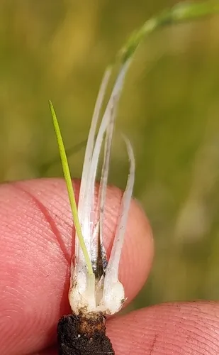 Orcutt's Quillwort — photo by frankiecoburn