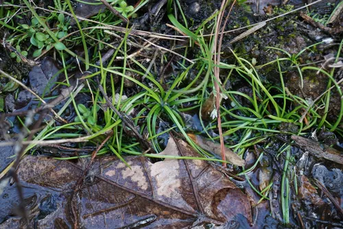 Peidmont Quillwort — photo by Brandon Fountain