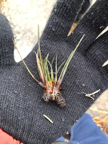 Spike Quillwort — photo by rorymacneil
