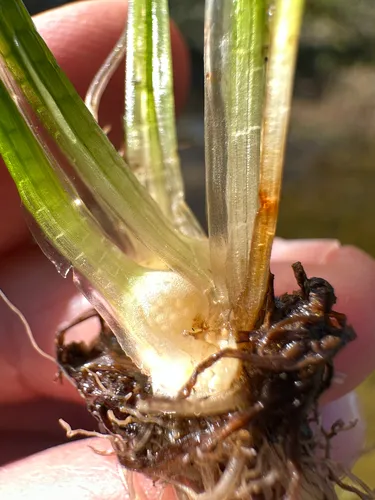 Spiny-spore Quillwort — photo by Tom Kaye