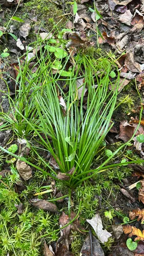 Strong Quillwort — photo by Kyle Filicky