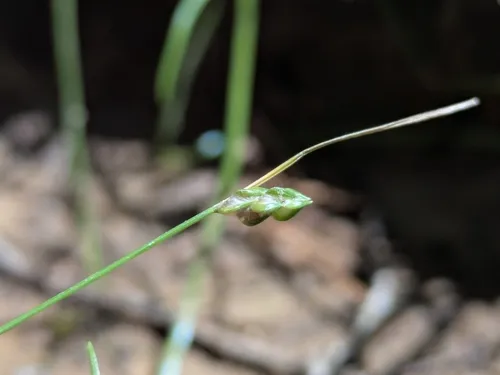 Keeled Bulrush