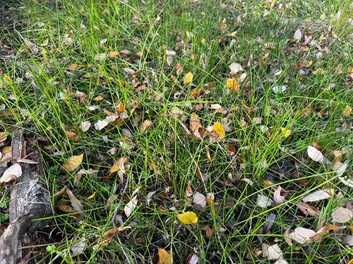 Proliferating Bulrush
