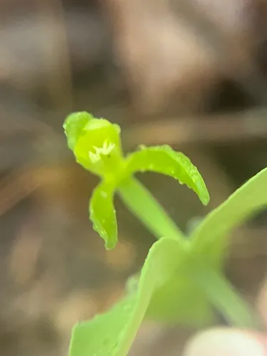 Small Whorled Pogonia