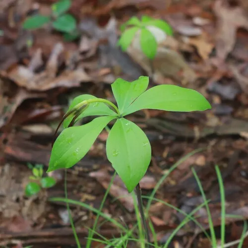 Large Whorled Pogonia — photo by Mark Apgar
