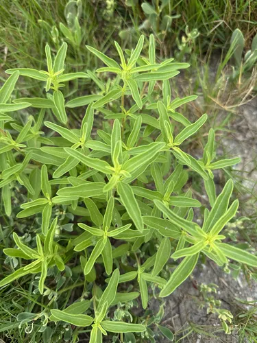 Narrowleaf Marsh Elder