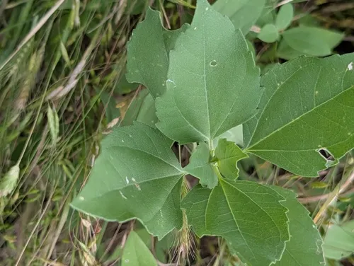 Annual Marsh Elder