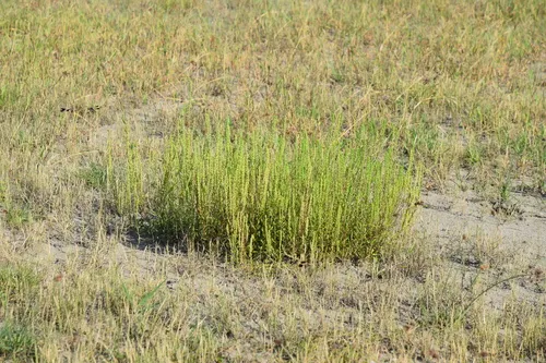 Pensacola Marsh Elder