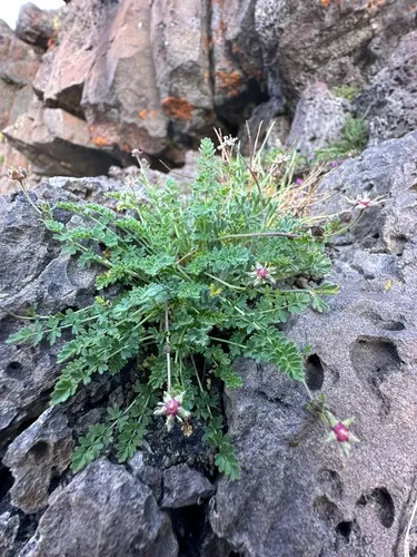 Bailey's Ivesia