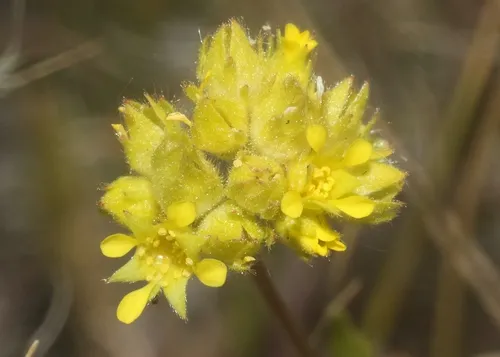 Field Mousetail