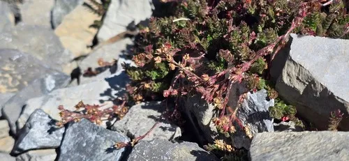 Charleston Peak Mousetail