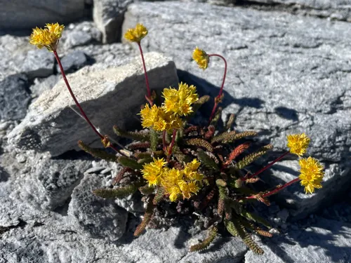 Gordon's Ivesia