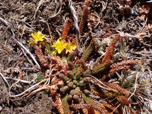 Clubmoss Mousetail