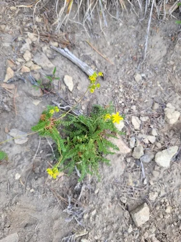 Tweedy's Ivesia — photo by Arial Eatherton