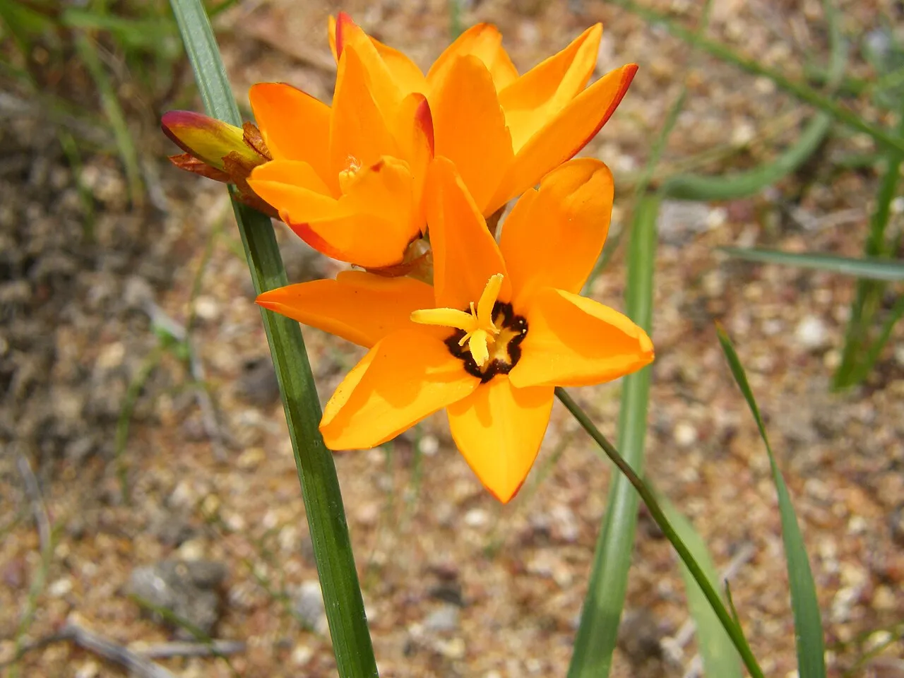 Spotted African Cornlily — photo by Andrew massyn