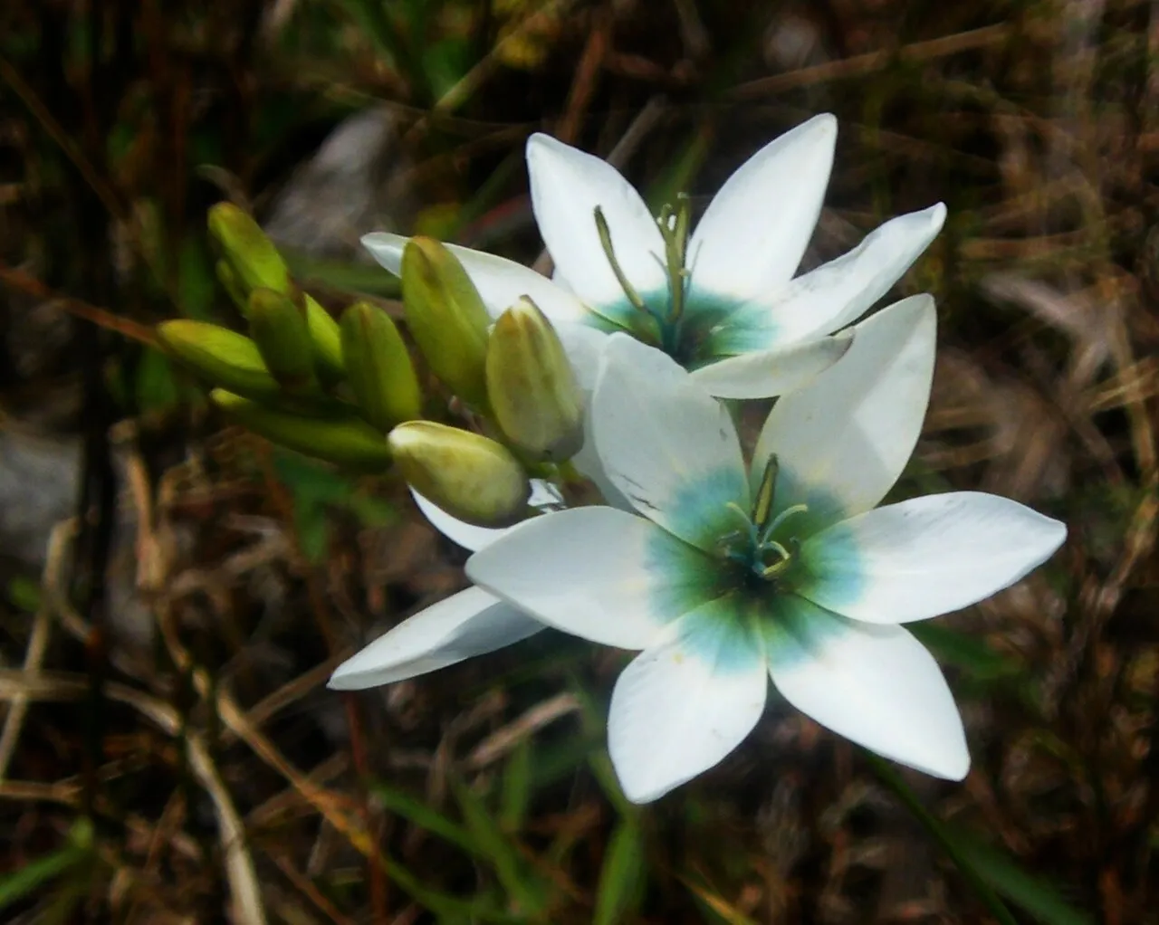 White-and-yellow-flower Cornlily