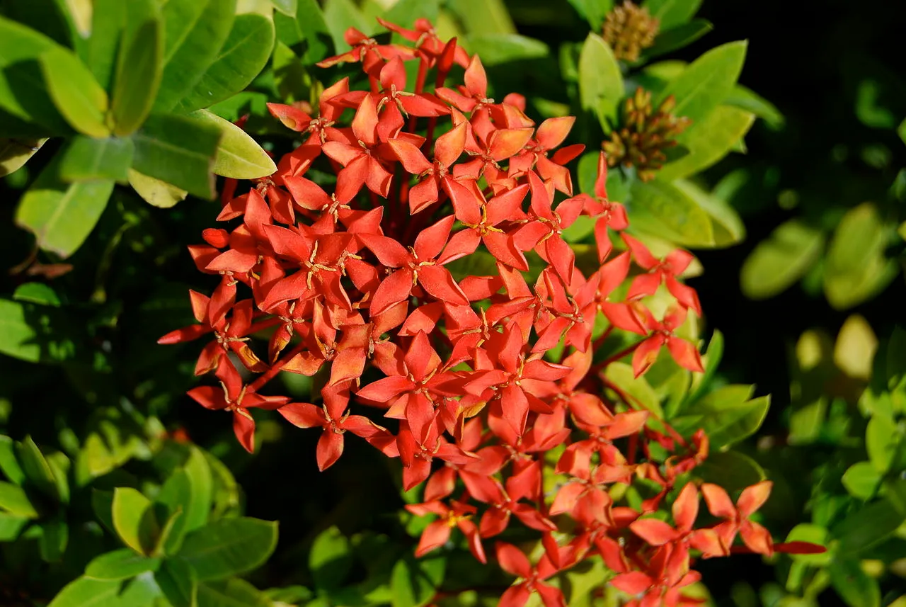 Scarlet Jungleflame — photo by UpstateNYer