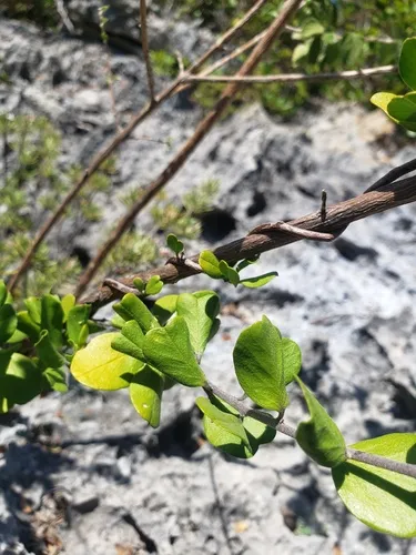 Sandyplain Clustervine — photo by Octavio Rivera Hernández
