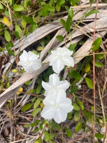 Pineland Clustervine
