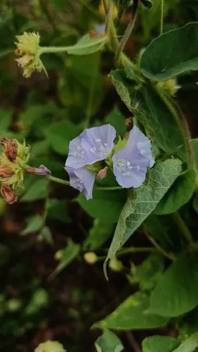 Skyblue Clustervine — photo by Luanderson Sá (Sá, L.G.)