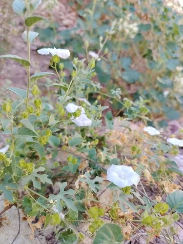 Pringle's Clustervine