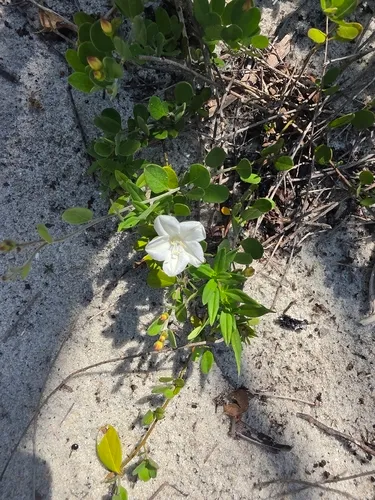 Beach Clustervine