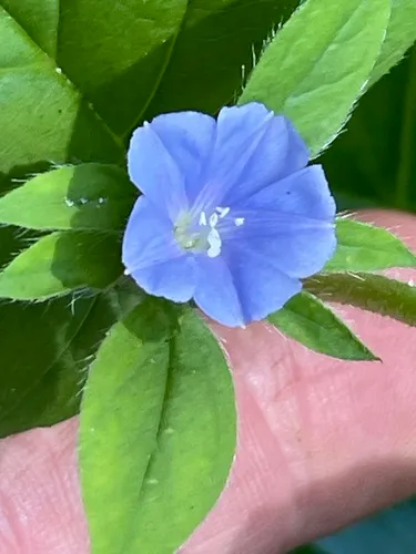 Hairy Clustervine
