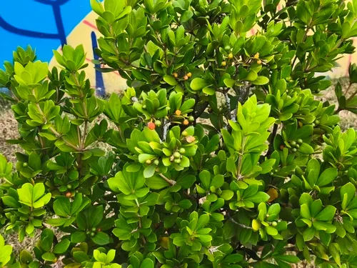 Braceletwood