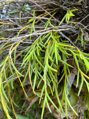 Moss Tufted Orchid
