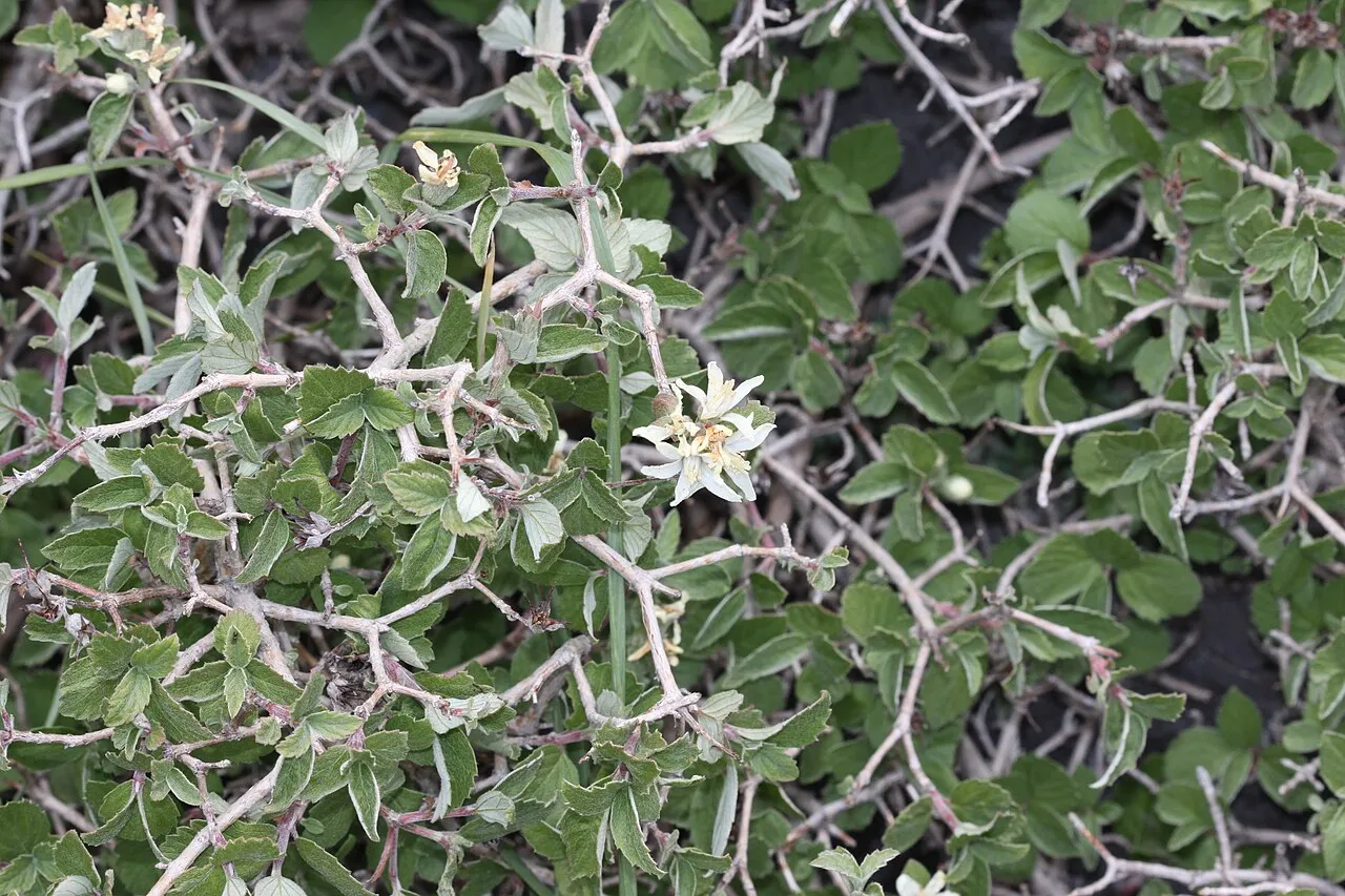 Fivepetal Cliffbush (var. macrocalyx) — photo by Andrey Zharkikh from Salt Lake City, USA