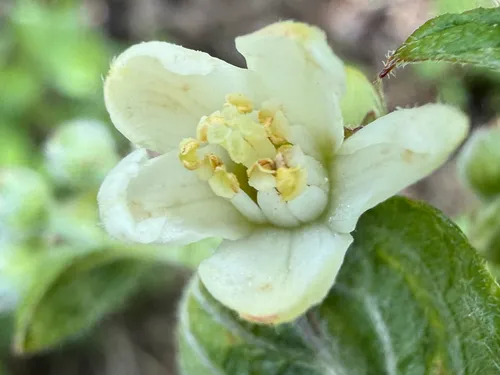 Fivepetal Cliffbush