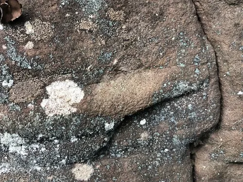 Dolly Parton's Lichen