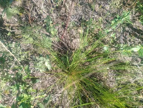 South American Rice Grass — photo by gracieladangelo