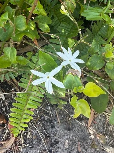 Gold Coast Jasmine