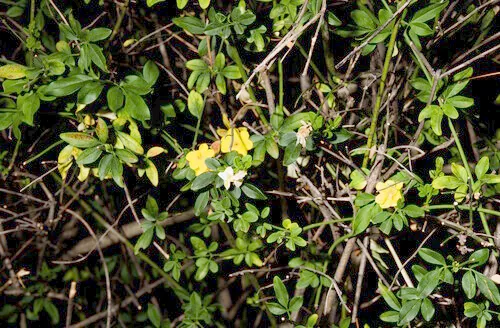 Japanese Jasmine