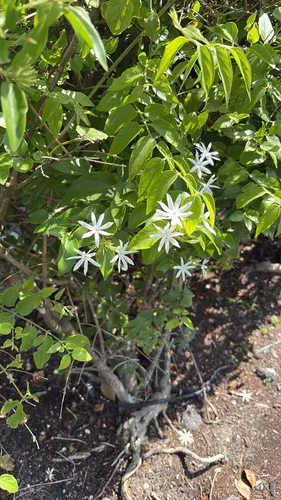 Star Jasmine — photo by gabisiki