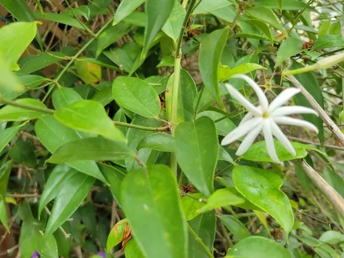 Angelwing Jasmine