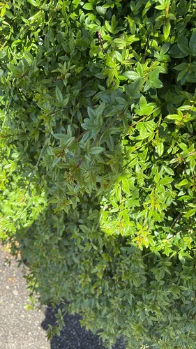 Winter Jasmine — photo by jack67pp